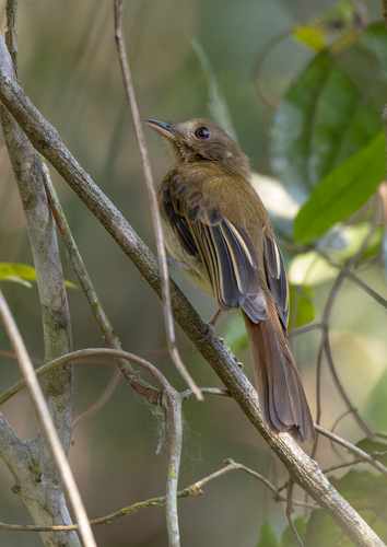 Brownish Twistwing (Cnipodectes subbrunneus), photo 9