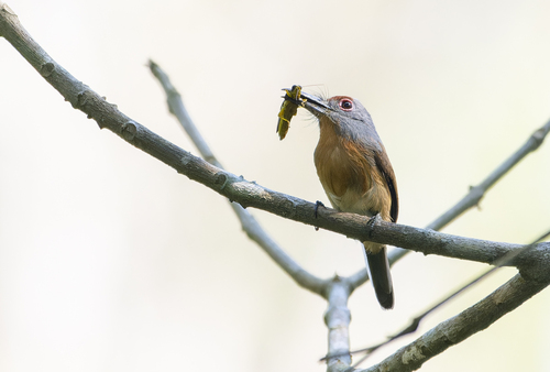 Rufous-capped Nunlet (Nonnula ruficapilla), photo 8