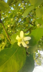 Citrus × aurantiifolia