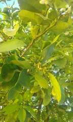 Citrus × aurantiifolia