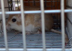 Dipodomys deserti