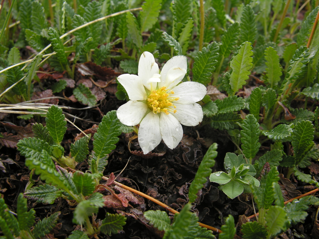 Dryas oxyodonta