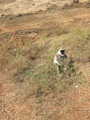 Semnopithecus priam thersites