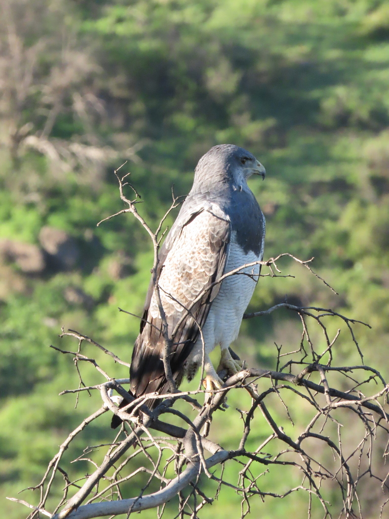 Geranoaetus melanoleucus australis