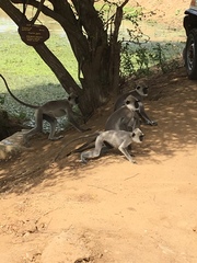 Semnopithecus priam thersites