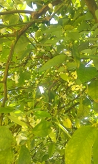 Citrus × aurantiifolia