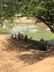 Semnopithecus priam thersites