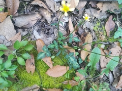 Ranunculus sierrae-orientalis