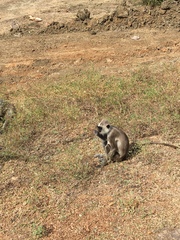 Semnopithecus priam thersites