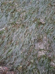 Phyllospadix serrulatus