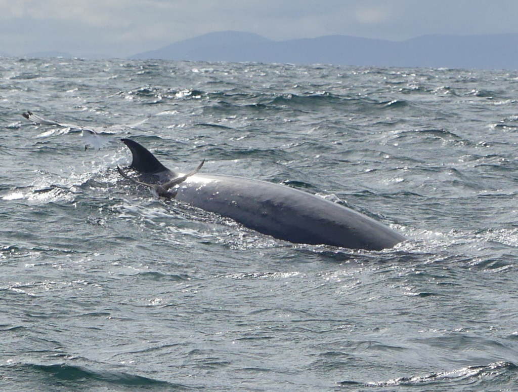 Minke whale surfacing with curved dorsal fin in The Minch