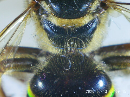 Nomia elegans