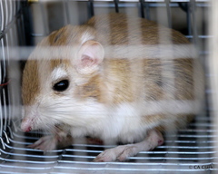 Dipodomys deserti