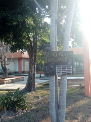 Sciurus yucatanensis