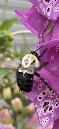 Common Eastern Bumble Bee photographed in Alaska