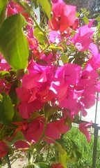 Bougainvillea