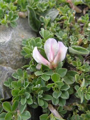 Trifolium eximium