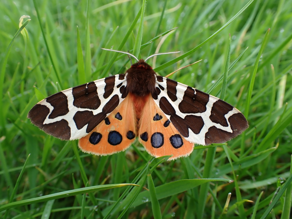 Garden Tiger