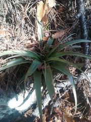 Tillandsia parryi