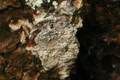 Thelotrema