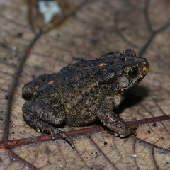 Ingerophrynus biporcatus