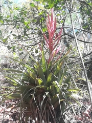 Tillandsia parryi