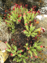 Rhodiola quadrifida