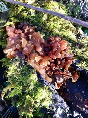 Phaeotremella foliacea