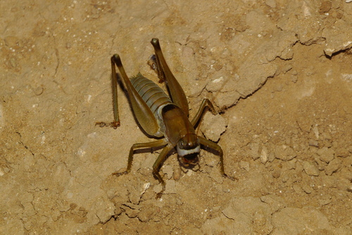 Pediodectes tinkhami