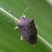 Ladeaschistus bilobus - Photo (c) Federico, some rights reserved (CC BY-NC), uploaded by Federico
