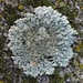 Star Rosette Lichen - Photo (c) Nova Patch (they/them), some rights reserved (CC BY-SA), uploaded by Nova Patch (they/them)