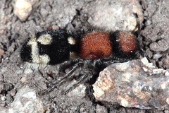 Ronisia brutia