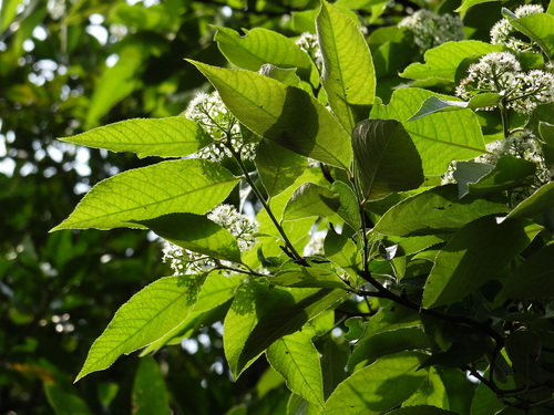 Image of Photinia Beauverdiana (Photinia beauverdiana) by no rights reserved