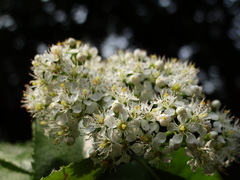 Photinia beauverdiana