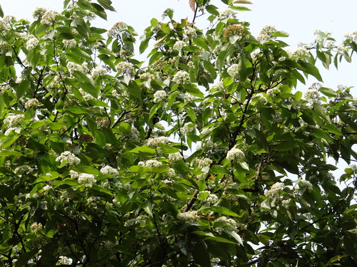 Image of Photinia Beauverdiana (Photinia beauverdiana) by no rights reserved