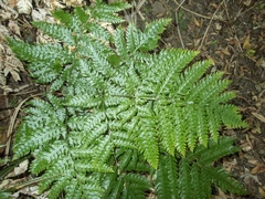 Pteris carsei