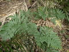 Pteris carsei