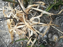 Hemiphylacus hintoniorum