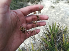 Hemiphylacus hintoniorum