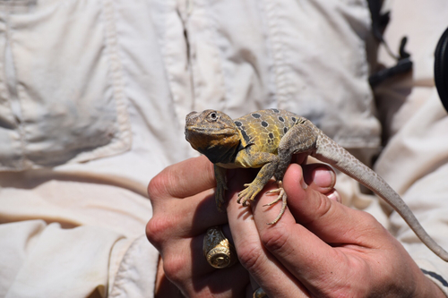 Crotaphytus reticulatus
