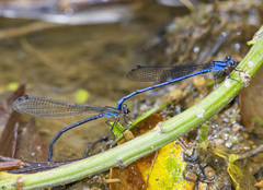 Argia medullaris