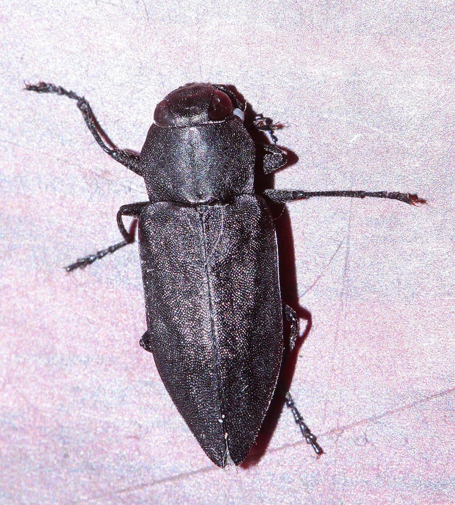 Black Fire Beetle