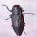 Black Fire Beetle - Photo (c) V.S. Volkotrub, some rights reserved (CC BY-NC), uploaded by V.S. Volkotrub