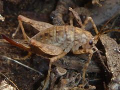 Pleioplectron simplex