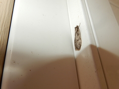 Semioscopis aurorella