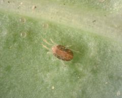 Tetranychus