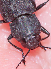 Melanophila acuminata