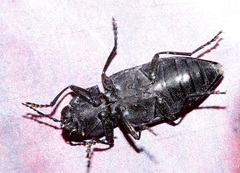 Melanophila acuminata