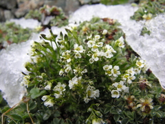 Draba fladnizensis