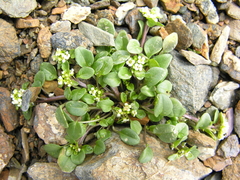 Eutrema altaicum